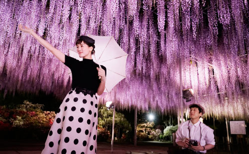 足利フラワーパークはデートに最適なお花の楽園 冬は400万球の灯りが輝きます 四季を楽しむ旅と宿の情報ラウンジ